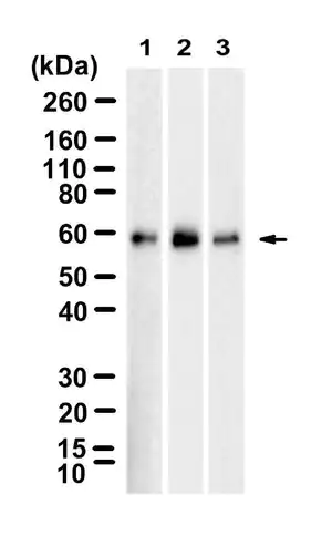 Merck Anti-SMAD4 Antibody, clone 1C14 ZooMAb Rabbit Monoclonal