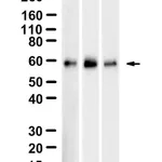 Merck Anti-SMAD4 Antibody, clone 1C14 ZooMAb Rabbit Monoclonal