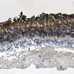 Merck Anti-Rhodopsin CT Antibody, clone Rho 1D4 ZooMAb Mouse Monoclonal