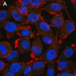 Merck Anti-Notch1 Antibody, clone 1A32 ZooMAb Rabbit Monoclonal