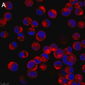 Merck Anti-Influenza A Nucleoprotein Antibody, clone A1 ZooMAb Mouse Monoclonal