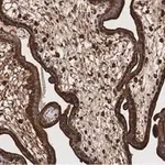 Merck Anti-LAMP-1 Antibody, clone 2E9 ZooMAb Rabbit Monoclonal