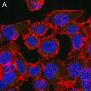 Merck Anti-Myc tag Antibody, clone 4A6 ZooMAb Mouse Monoclonal