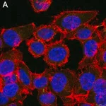 Merck Anti-Myc tag Antibody, clone 4A6 ZooMAb Mouse Monoclonal