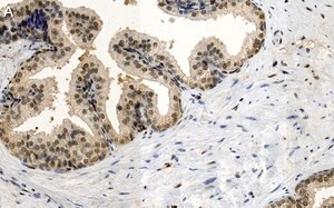 Merck Anti-FGF-2/basic FGF Antibody, clone 1K19 ZooMAb Rabbit Monoclonal