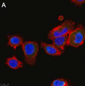 Merck Anti-ALK-7 Antibody, clone 1N5 ZooMAb Rabbit Monoclonal