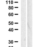 Merck Anti-PHPT1 Antibody, clone 1D19 ZooMAb Rabbit Monoclonal