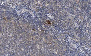 Merck Anti-Thy-1(CD90) Antibody, clone 1I7 ZooMAb Rabbit Monoclonal