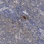 Merck Anti-Thy-1(CD90) Antibody, clone 1I7 ZooMAb Rabbit Monoclonal