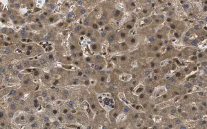 Merck Anti-RORγ Antibody, clone 1D13 ZooMAb Rabbit Monoclonal