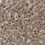 Merck Anti-RORγ Antibody, clone 1D13 ZooMAb Rabbit Monoclonal