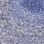 Merck Anti-Siglec-9 Antibody, clone 3F22 ZooMAb Rabbit Monoclonal