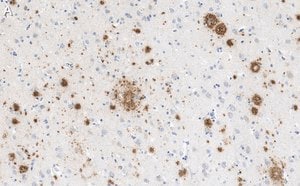 Merck Anti-Amyloid β42/40 Antibody, clone W0-2 ZooMAb Mouse Monoclonal
