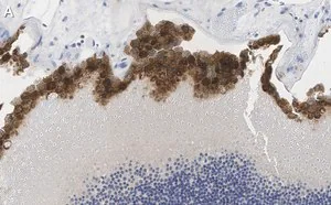 Merck Anti-Bestrophin-1 Antibody, clone E6-6 ZooMAb Mouse Monoclonal