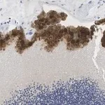 Merck Anti-Bestrophin-1 Antibody, clone E6-6 ZooMAb Mouse Monoclonal