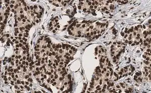 Merck Anti-53BP1 Antibody, clone BP13 ZooMAb Mouse Monoclonal