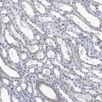 Merck Anti-Integrin αV Antibody, clone 272-17E6 ZooMAb Mouse Monoclonal