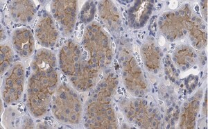 Merck Anti-pan Ago Antibody, clone 2A8 ZooMAb Mouse Monoclonal