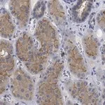 Merck Anti-pan Ago Antibody, clone 2A8 ZooMAb Mouse Monoclonal