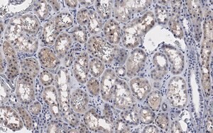 Merck Anti-PP2A C subunit Antibody, clone 2B15 ZooMAb Rabbit Monoclonal