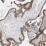 Merck Anti-MOSPD2 Antibody, clone 3C20 ZooMAb Rabbit Monoclonal