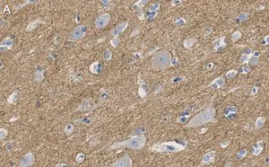 Merck Anti-CNTNAP2 Antibody, clone 2D17 ZooMAb Rabbit Monoclonal