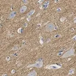 Merck Anti-CNTNAP2 Antibody, clone 2D17 ZooMAb Rabbit Monoclonal