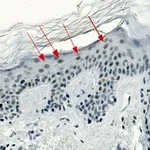 Merck Anti-CBX2 Antibody, clone 3I14 ZooMAb Rabbit Monoclonal