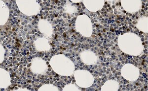 Merck Anti-p38α/SAPK2A Antibody, clone 1O11 ZooMAb Rabbit Monoclonal