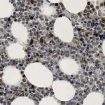 Merck Anti-p38α/SAPK2A Antibody, clone 1O11 ZooMAb Rabbit Monoclonal