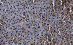 Merck Anti-Arginase-1 Antibody, clone 3B17 ZooMAb Rabbit Monoclonal