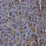 Merck Anti-Arginase-1 Antibody, clone 3B17 ZooMAb Rabbit Monoclonal