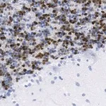 Merck Anti-MDM2 Antibody, clone Z6H3 ZooMAb Rabbit Monoclonal