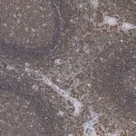 Merck Anti-Talin-1 Antibody, clone 2F8 ZooMAb Rabbit Monoclonal