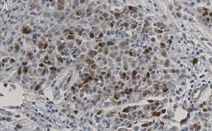 Merck Anti-CDK1/CDC2 Antibody, clone 1J8 ZooMAb Rabbit Monoclonal