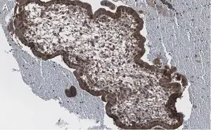 Merck Anti-NF-kB p65 subunit Antibody, clone 1D8 ZooMAb Rabbit Monoclonal