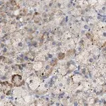 Merck Anti-PTRH1 Antibody, clone 3O6 ZooMAb Rabbit Monoclonal