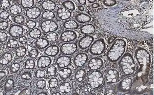 Merck Anti-Caspase-8 Antibody, clone 1L15 ZooMAb Rabbit Monoclonal