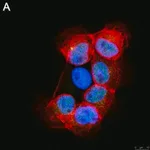 Merck Anti-RFX7 Antibody, clone 1J22 ZooMAb Rabbit Monoclonal
