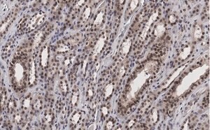 Merck Anti-MLL/HRX CT Antibody, clone 5C15 ZooMAb Rabbit Monoclonal