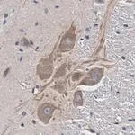 Merck Anti-MRGPRX4 Antibody, clone 3F4 ZooMAb Rabbit Monoclonal