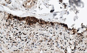 Merck Anti-HSP70 Antibody, clone 4E12 ZooMAb Rabbit Monoclonal