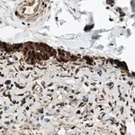 Merck Anti-HSP70 Antibody, clone 4E12 ZooMAb Rabbit Monoclonal