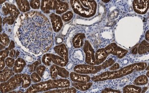 Merck Anti-QPRTase Antibody, clone 1G22 ZooMAb Rabbit Monoclonal