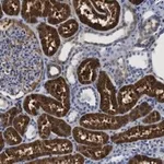 Merck Anti-QPRTase Antibody, clone 1G22 ZooMAb Rabbit Monoclonal