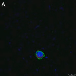 Merck Anti-LILRB4 Antibody, clone 1H12 ZooMAb Rabbit Monoclonal