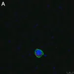 Merck Anti-LILRB4 Antibody, clone 1H12 ZooMAb Rabbit Monoclonal