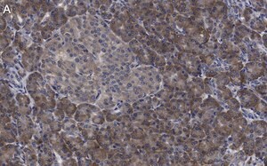 Merck Anti-eIF3h Antibody, clone 2B15 ZooMAb Rabbit Monoclonal