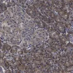 Merck Anti-eIF3h Antibody, clone 2B15 ZooMAb Rabbit Monoclonal