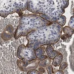 Merck Anti-eNOS Antibody, clone 2F12 ZooMAb Rabbit Monoclonal